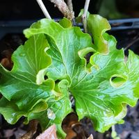 Hedera helix 'Fluffy Ruffles'